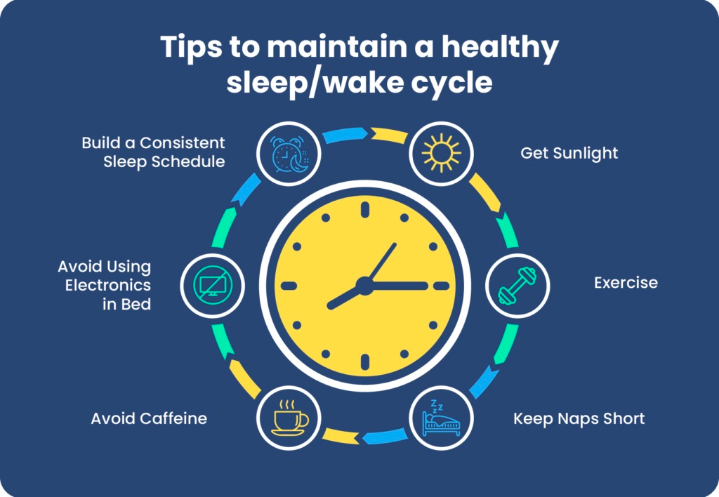 Circadian rhythm diagram showing daily cycles