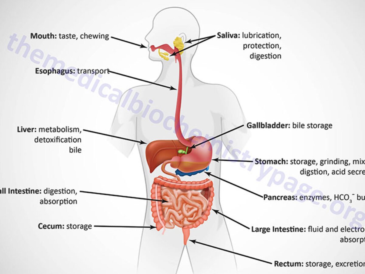 Digestive system processes and metabolism