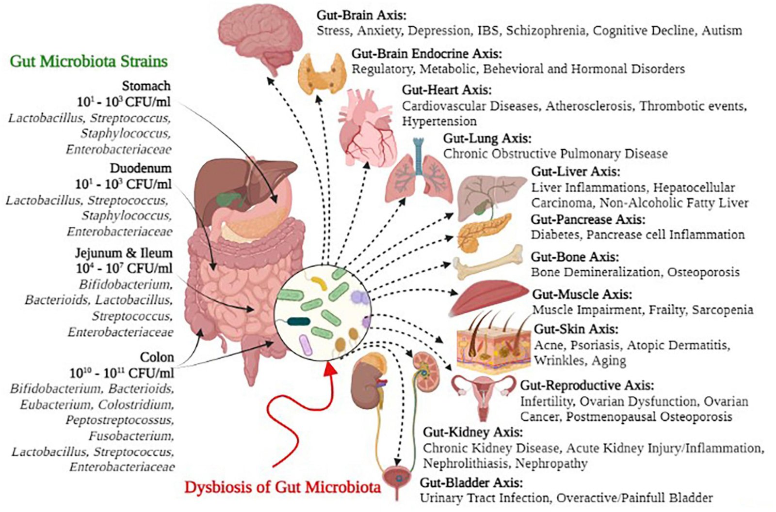 Gut microbiome and digestive health