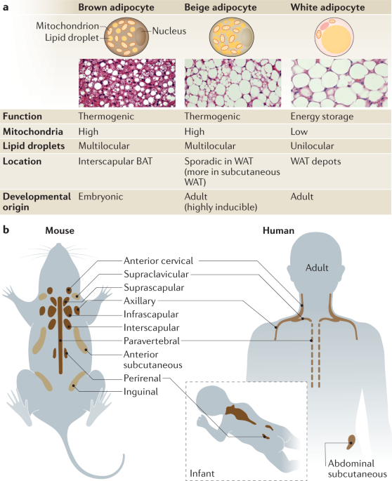 Thermogenic Fat Cell Complexity