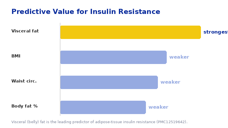 Chart comparing visceral fat, insulin resistance and belly fat metabolic risk markers