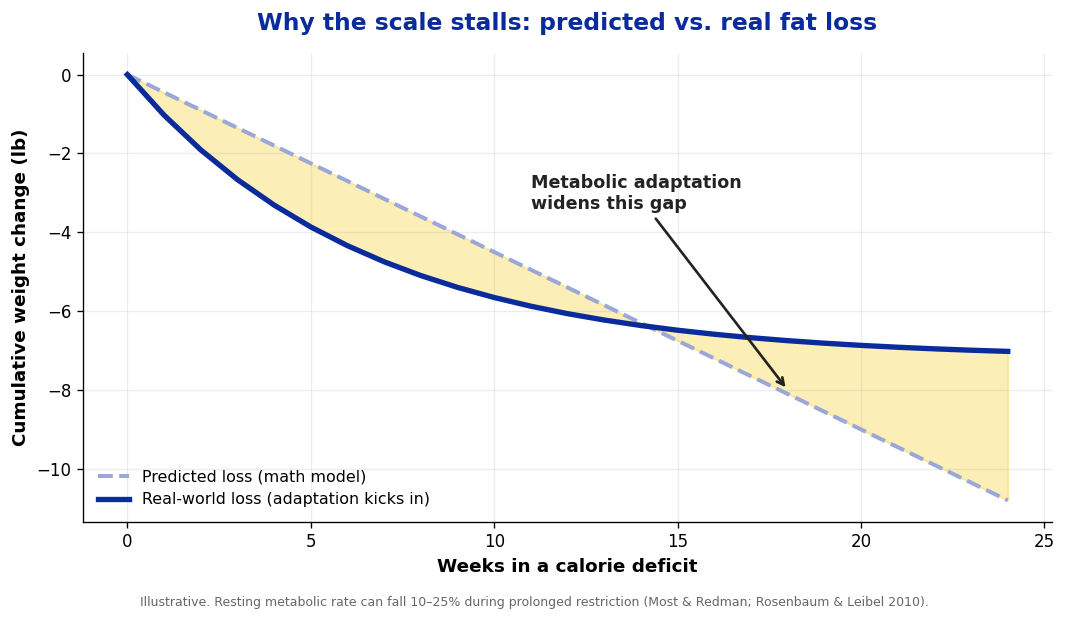 Chart showing predicted vs real weight loss as metabolic adaptation widens the gap over weeks