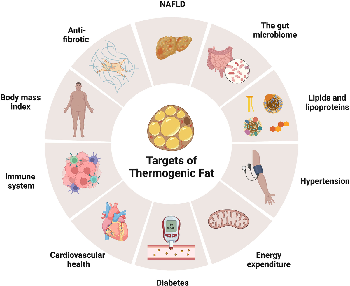 Gut Health and Metabolism